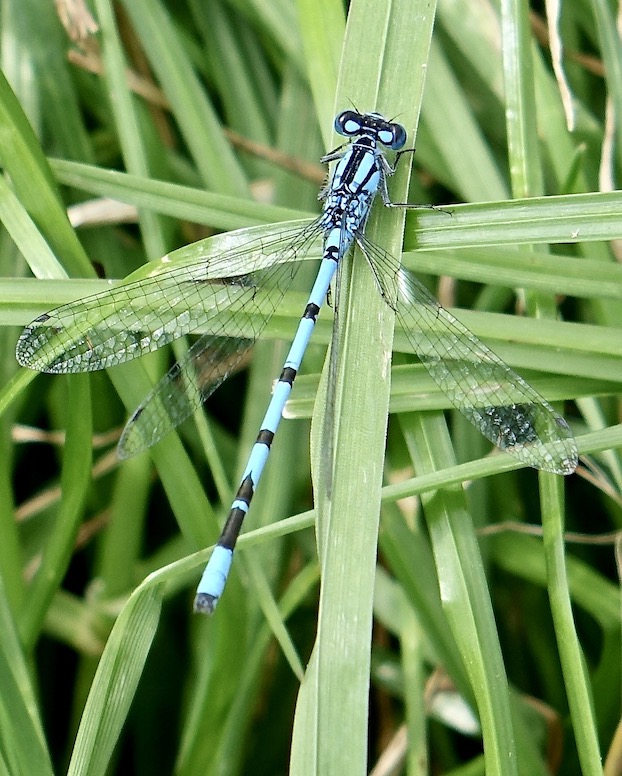 common blue damselfly
